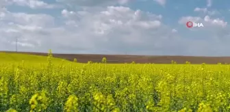 Kırklareli'nde çiçek açan kanola bitkisi tarlaları sarıya boyadı