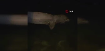 Mudanya Denizi'nde fok balığı görüldü