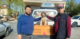 Samsunlu avcı Fatih Gören'in kaybolan köpeği Denizli'de bulundu
