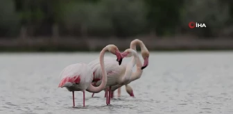 Aladağlar Milli Parkı ve Niğde Akkaya Barajı kuş fotoğrafçılarının mekanı oldu