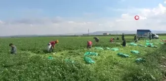Azimle ve özenle seçilen maydanoz da zorlu hasat