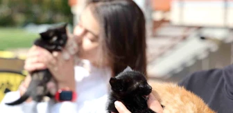 Konya'da Motosikletle Kedileri Çöpe Atan Kişi Güvenlik Kamerasına Yakalandı
