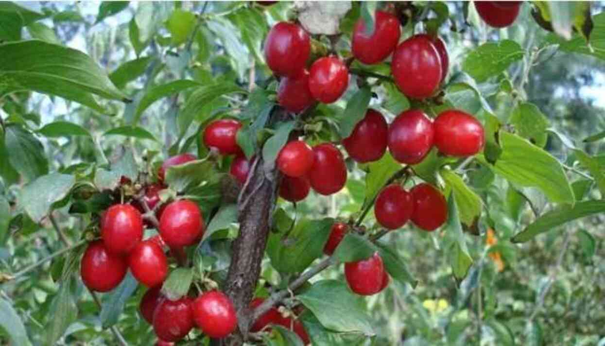 Bu meyve kanser hücrelerini yok ediyor! Mesane, mide, karaciğer dostu kızılcık faydaları neler, nasıl tüketilir?