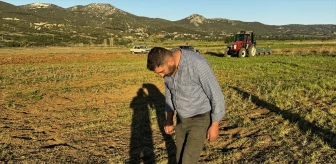 Tarla Fareleri Isparta'da Çiftçinin Arpa Tarlasına Zarar Verdi