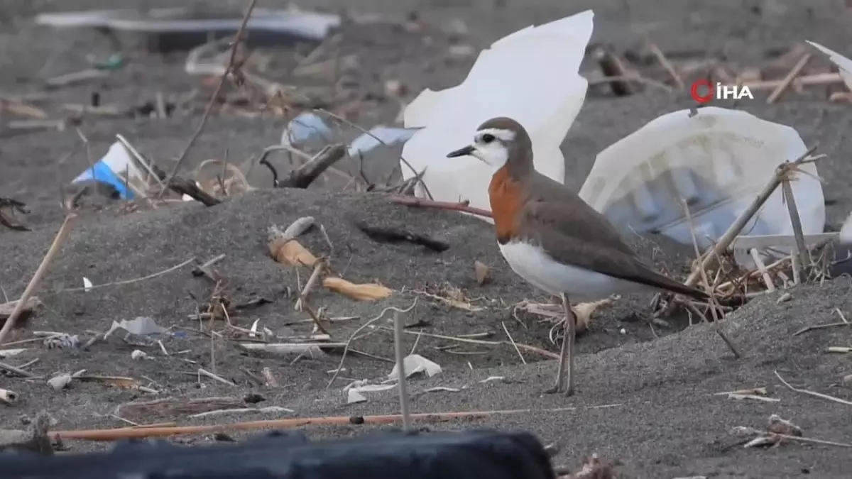 Nadir görülen 'Doğu cılıbıtı' böyle görüntülendi