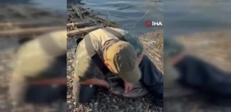 Sapanca Gölü'nde 24 kiloluk yayın balığı yakaladı, üremesi için suya geri bıraktı