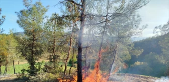 Sinop'un Boyabat ilçesinde ormanlık alanda çıkan yangın söndürüldü