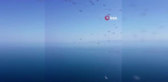 Tekirdağ'da pelikanların göçü böyle görüntülendi