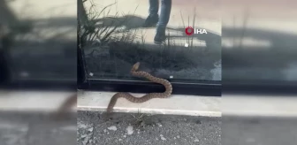 Isırığı bir insanı öldürmeye yetiyor: Engerek yılanı böyle görüntülendi