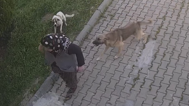 Köpeklerden kaçarken düşen yaşlı kadın, tanınmaz hale geldi