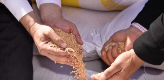 Şanlıurfa'da Üreticilere 11 Ton Sertifikalı Çeltik Tohumu Dağıtıldı