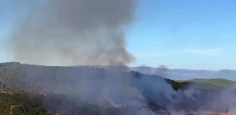 Sinop Boyabat'ta Orman Yangını