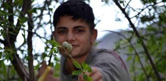 Şırnak'ta Gençler Baharın Habercisi Çağla Topluyor