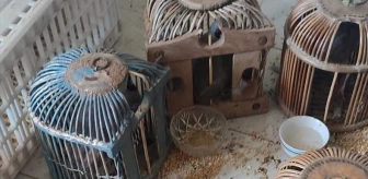 Cizre'de Kaçak Keklik Avına Yüksek Cezalar