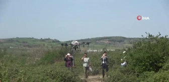 Bafra Ovası'nda dron destekli sivrisinek mücadelesi