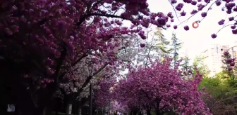 Dikmen Vadisi'nde Sakura ağaçları görsel şölen oluşturuyor