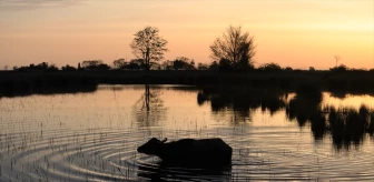 Kızılırmak Deltası Kuş Cenneti'nde Gün Doğumunda Muhteşem Görüntüler