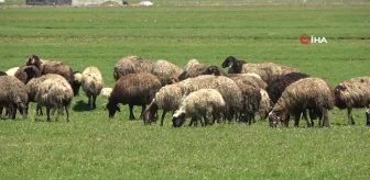 Muş'ta 40 bin TL'ye çoban bulunamıyor