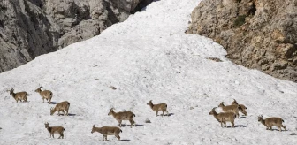 Tunceli'de Yaban Keçileri Munzur Dağları'nda Sürü Halinde Geziyor