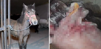 At eti kesim merkezine baskın! Kilolarca at eti bulundu, 3 hayvan kurtarıldı