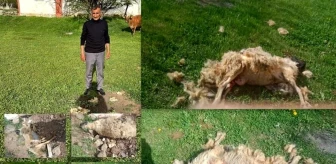 Erzincan'da başıboş köpeklerin saldırısına uğrayan 7 koyun telef oldu