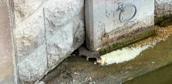 Eskişehir'de Porsuk Çayı çevresinde farelerin çoğalması endişe yaratıyor