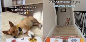 Şampiyonlar Ligi'nde yarı final eşleşmeleri belli oldu, tahminleriyle viral olan köpek finalistleri açıkladı