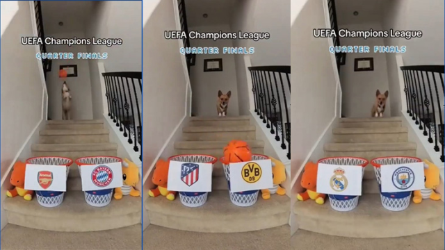 Şampiyonlar Ligi'nde yarı final eşleşmeleri belli oldu, tahminleriyle viral olan köpek finalistleri açıkladı