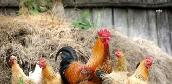 Tavuk Eti ve Yumurtası Üretimi Azaldı
