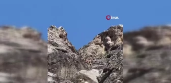 Dağ keçileri Palu Kalesi'nde görüldü