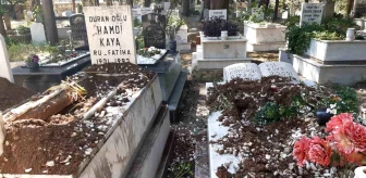 Marmaris'te Yaban Domuzları Mezarlıklara Zarar Veriyor