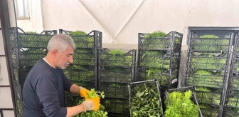 Eskişehir'de Yeşillik Üretimi Yapan Çiftçilerin Ürünleri Fiyat Düşüşü Yaşadı