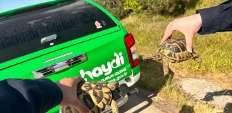 Kırklareli'nde Jandarma Ekipleri Kaplumbağaları Doğal Yaşam Alanına Bıraktı