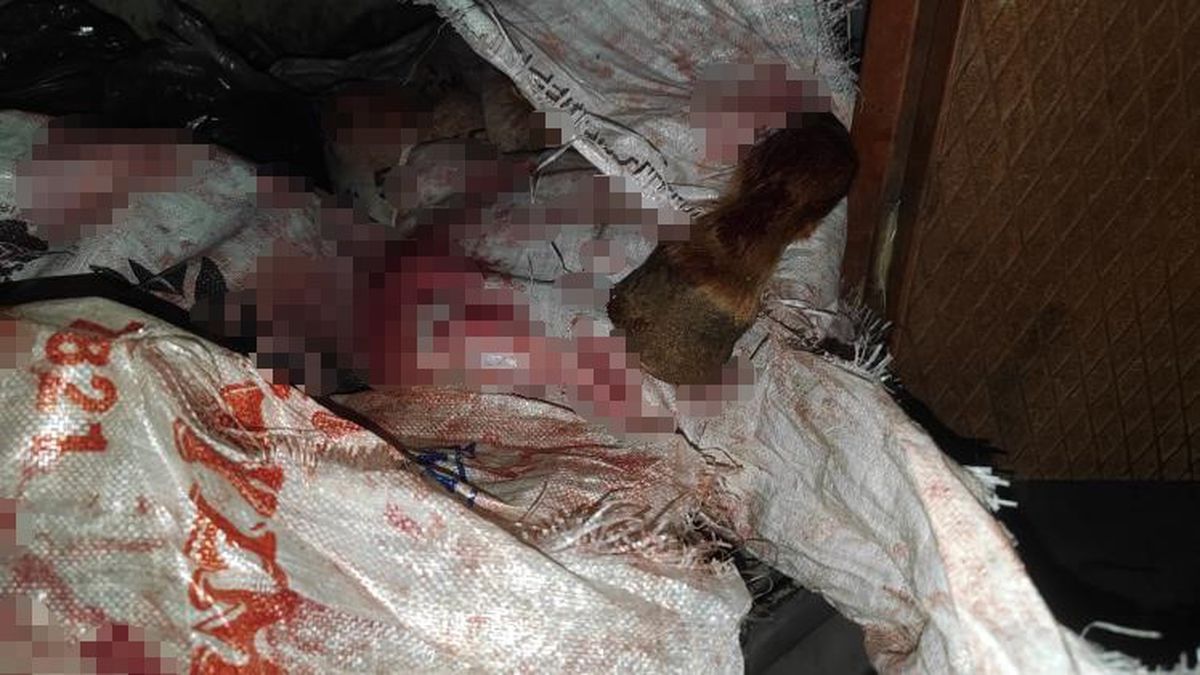 Sultangazi'de at kesimi ihbarı! At kesimi nerede yapıldı? Baskın sonrası ne oldu?