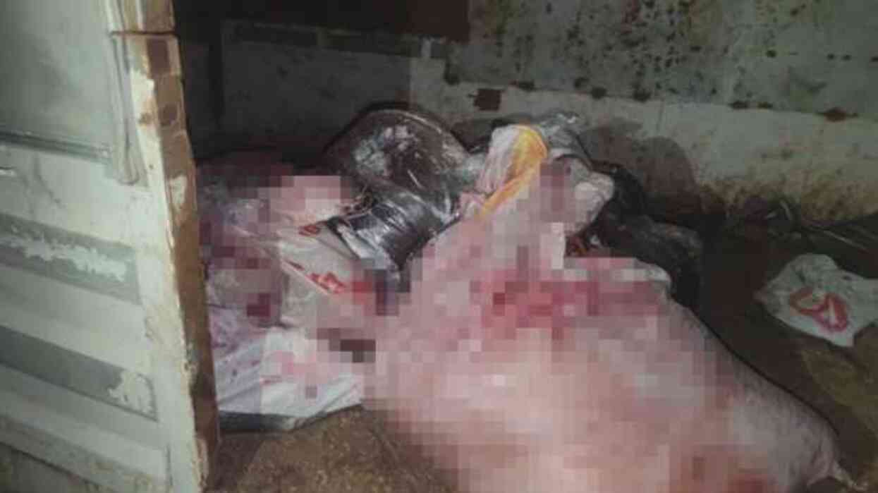 Sultangazi'de at kesimi ihbarı! At kesimi nerede yapıldı? Baskın sonrası ne oldu?