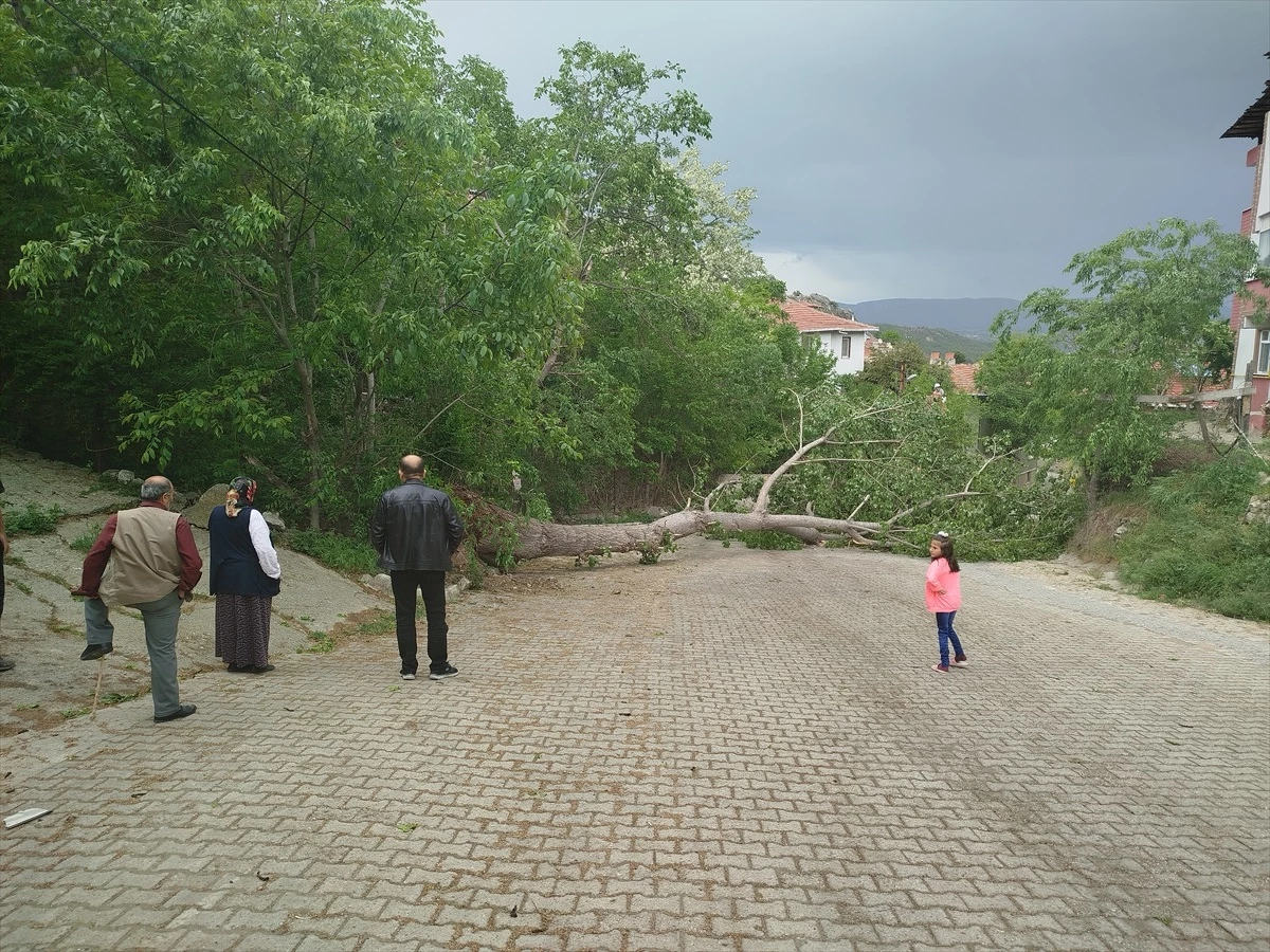 Sinop'ta Rüzgarın Etkisiyle Devrilen Ağaç Elektrik Teline Zarar Verdi