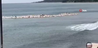 Fırtına nedeniyle yüzlerce pelikan plajda toplandı