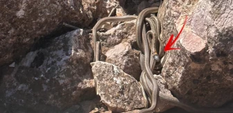 Görüntü Türkiye'den! Sürü halindeki yılanlar adeta Brezilya'nın 'Yılan Adası'nı andırıyor