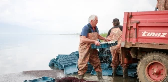 İznik Gölü'nden avlanan gümüş balıkları Yunanistan'a cips olarak ihraç ediliyor