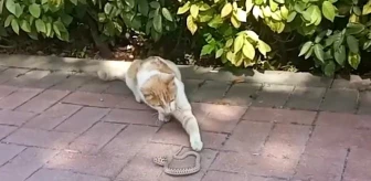 Kırşehir'de kedi ile yılanın kavgası kameraya yansıdı
