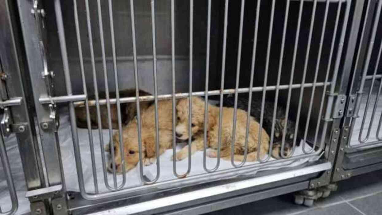 Hamile köpek Hamile köpek