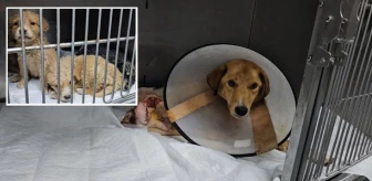 Hamile köpek tüfekle vurulmuş halde bulundu! 1 yavrusunu kaybetti