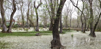 Kızılırmak Deltası Kuş Cenneti'nde Su Papatyaları Masalsı Görüntüler Oluşturuyor