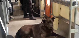 Eskişehir'de Tramvayda Yolculuk Yapan Köpek Vatandaşların İlgisini Çekti