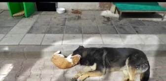 Amasya'da kedi ve köpeğin dostluğu kameraya yansıdı
