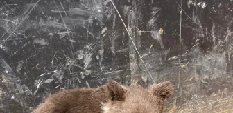 İnegöl'de köpeklerin saldırdığı ayı yavrusu kurtarıldı