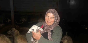 Erzincan'da Küçükbaş Hayvancılık Projesiyle Kadın Girişimciler Üretmeye Devam Ediyor