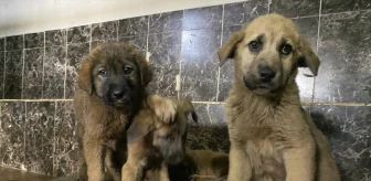 Erzurum'da Zifte Bulanan Köpek Yavruları Temizlendi