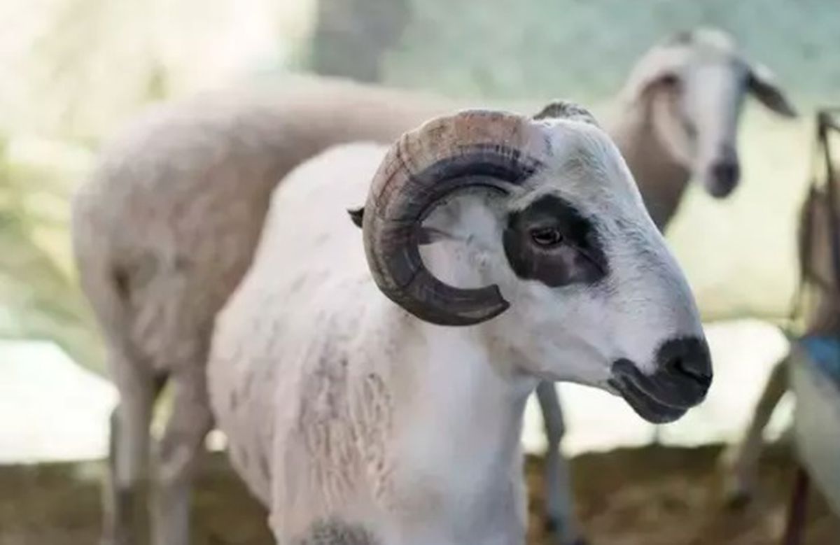Kurban Bayramı'nın birinci günü ne zaman? Kurban Bayramı kaç gün tatil?
