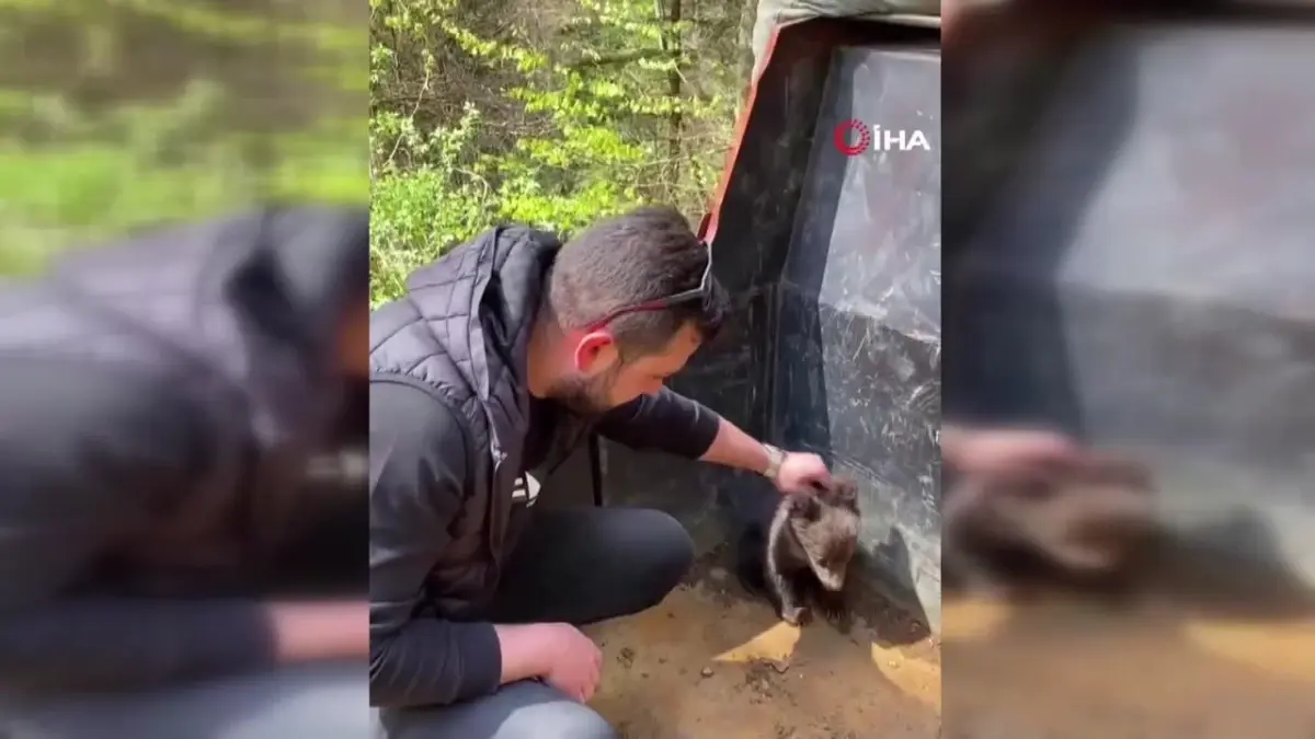 Ormandan şehre inen yavru ayı maskot oldu